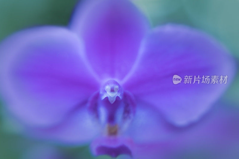 Center of purple orchid